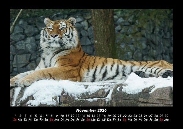 Produktbild: Tiger 2026 Fotokalender DIN A3