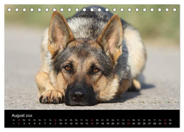 Produktbild: Mit dem Deutschen Sch&auml;ferhund durch's Jahr (Tischkalender 2026 DIN A5 quer), CALVENDO Monatskalender