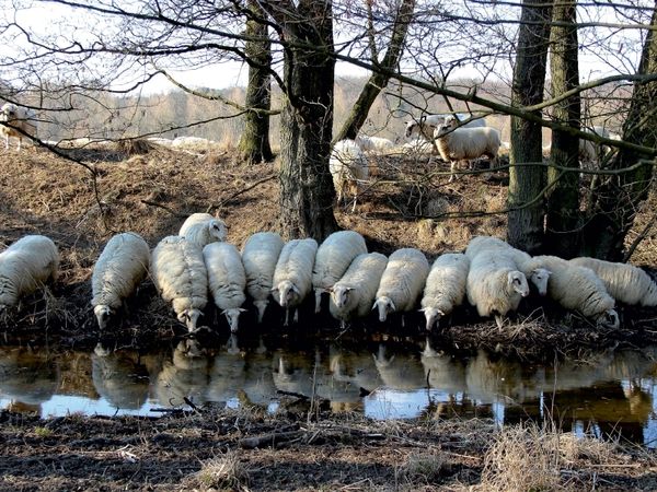 Produktbild: CALVENDO Puzzle Rotterwiese-Aggerauen | 1000 Teile Lege-Gr&ouml;&szlig;e 64x48cm Foto-Puzzle f&uuml;r gl&uuml;ckliche Stunden