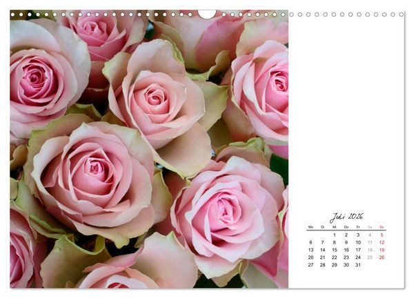 Produktbild: Die vielen Gesichter der Rosen (Wandkalender 2026 DIN A3 quer), CALVENDO Monatskalender