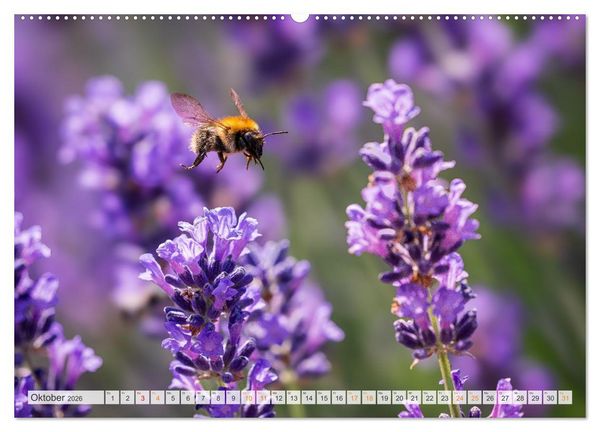 Produktbild: Bienen und Hummeln in Aktion (hochwertiger Premium Wandkalender 2026 DIN A2 quer), Kunstdruck in Hochglanz