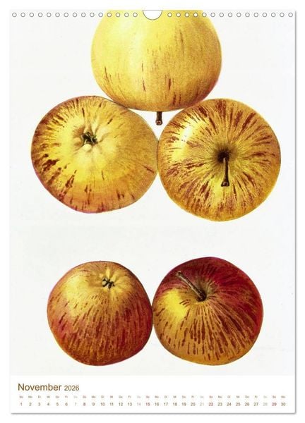 Produktbild: Obstb&auml;ume: Botanische Zeichnungen und historische Stiche (Wandkalender 2026 DIN A3 hoch), CALVENDO Monatskalender