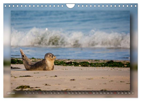 Produktbild: Baltrum - Ein Tag am Strand (Wandkalender 2026 DIN A4 quer), CALVENDO Monatskalender
