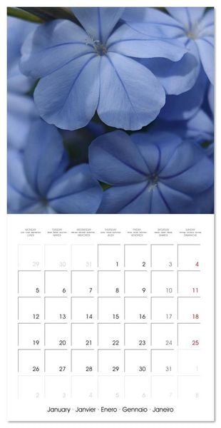 Produktbild: ENCHANTING FLOWERS (Wall Calendar 2026 12 &times; 12 Inch) CALVENDO 12 Month Wall Calendar
