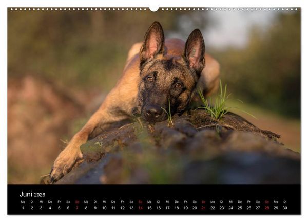 Produktbild: Belgischer Sch&auml;ferhund - Der Malinois (hochwertiger Premium Wandkalender 2026 DIN A2 quer), Kunstdruck in Hochglanz
