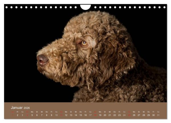Produktbild: Pudel (Wandkalender 2026 DIN A4 quer), CALVENDO Monatskalender