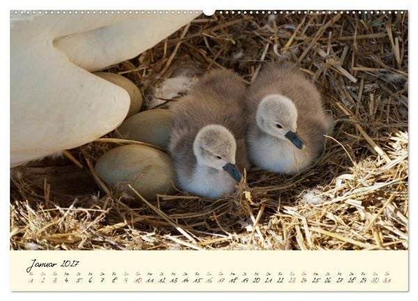 Produktbild: Vom K&uuml;ken zum stolzen Schwan (hochwertiger Premium Wandkalender 2027 DIN A2 quer), Kunstdruck in Hochglanz