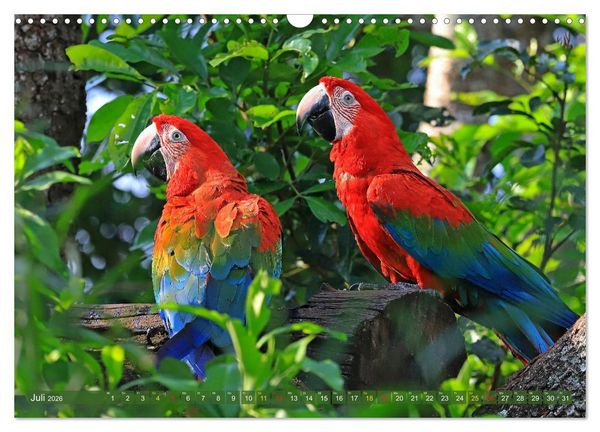 Produktbild: Aras im Pantanal (Wandkalender 2026 DIN A3 quer), CALVENDO Monatskalender