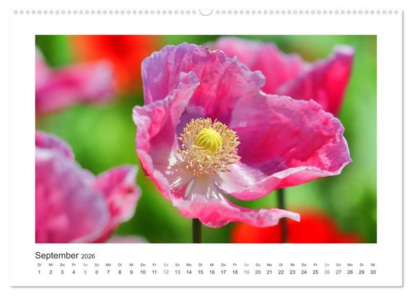 Produktbild: Mohn, Bl&uuml;tenzauber in Rosa, Pink und Wei&szlig; (Wandkalender 2026 DIN A2 quer), CALVENDO Monatskalender