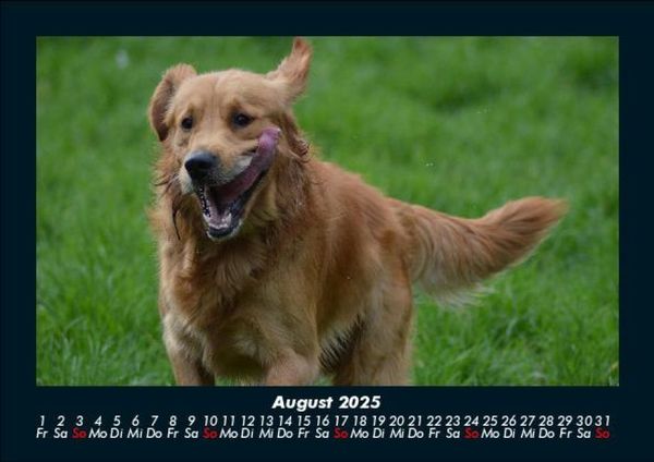 Produktbild: Hunde 2025 Fotokalender DIN A5