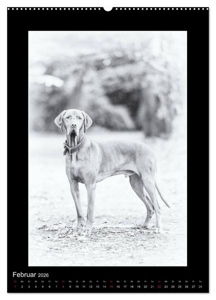 Produktbild: Vizsla-Liebe (Wandkalender 2026 DIN A2 hoch), CALVENDO Monatskalender