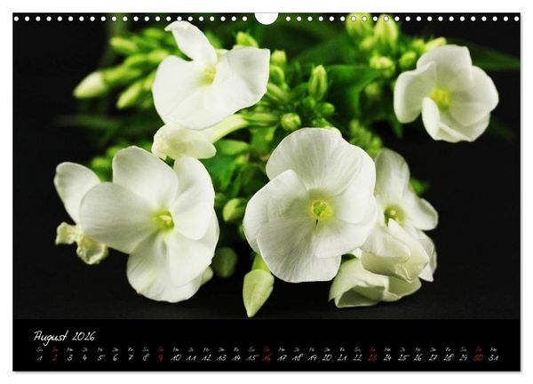 Produktbild: Flower (Wandkalender 2026 DIN A3 quer), CALVENDO Monatskalender
