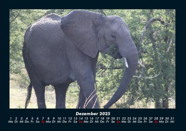 Produktbild: Elefanten 2025 Fotokalender DIN A4