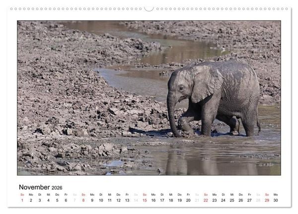 Produktbild: Afrikanische Elefanten (Wandkalender 2026 DIN A2 quer), CALVENDO Monatskalender