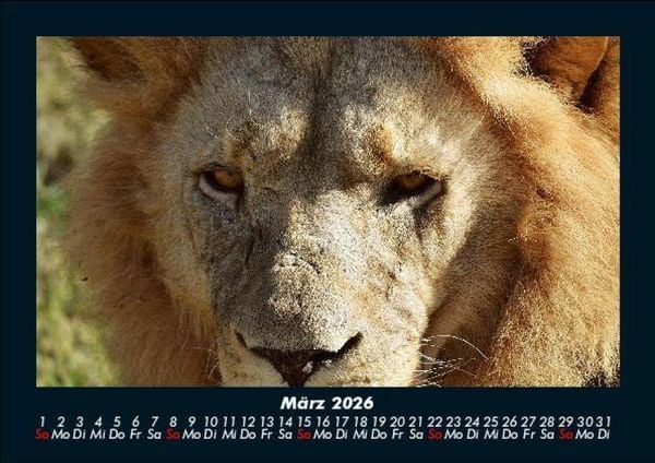 Produktbild: L&ouml;wen in der Wildnis 2026 Fotokalender DIN A5