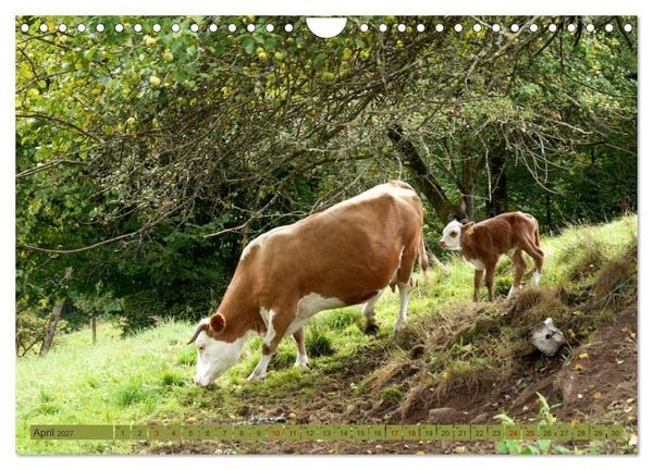 Produktbild: Schwarzwald-K&uuml;he - Die Hinterw&auml;lder (Wandkalender 2027 DIN A4 quer), CALVENDO Monatskalender