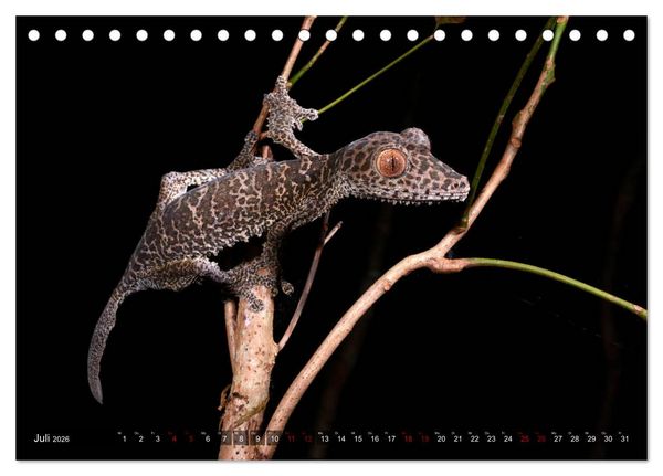 Produktbild: Reptilien auf Madagaskar (Tischkalender 2026 DIN A5 quer), CALVENDO Monatskalender