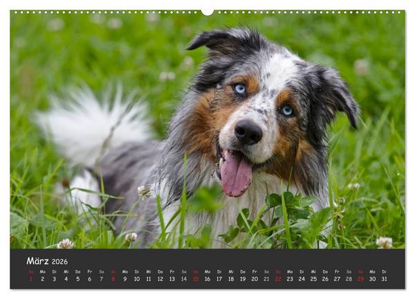 Produktbild: Australian Shepherd - Augenblicke (Wandkalender 2026 DIN A2 quer), CALVENDO Monatskalender