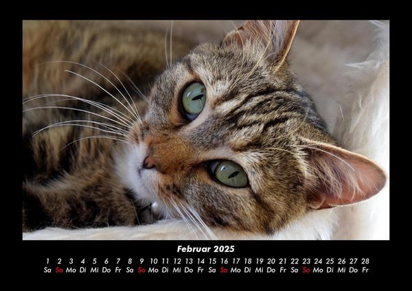 Produktbild: F&uuml;r Katzenfreunde 2025 Fotokalender DIN A3