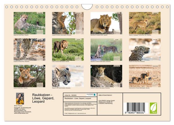Produktbild: Raubkatzen - L&ouml;we, Gepard, Leopard (Wandkalender 2026 DIN A4 quer), CALVENDO Monatskalender