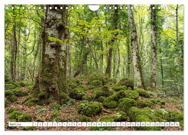 Produktbild: Italien - Apulien (Wandkalender 2026 DIN A4 quer), CALVENDO Monatskalender