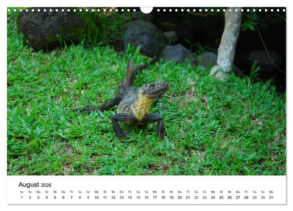 Produktbild: Faszination - Echsen (Wandkalender 2026 DIN A3 quer), CALVENDO Monatskalender