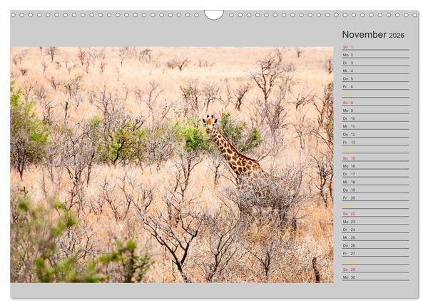 Produktbild: Twigas - Giraffen (Wandkalender 2026 DIN A3 quer), CALVENDO Monatskalender