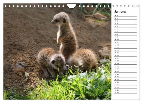 Produktbild: Erdm&auml;nnchen - Die Kobolde im Tierreich (Wandkalender 2026 DIN A4 quer), CALVENDO Monatskalender