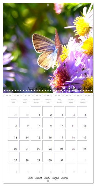 Produktbild: D&eacute;licats Papillons de nos r&eacute;gions, de France et d'Europe (Calendrier mural carr&eacute; 2026 30x30 cm) Calendrier double avec une page pour vos prises de notes