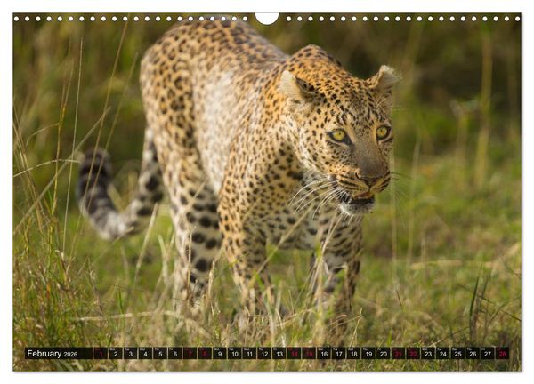 Produktbild: Leopards in the wild (Wall Calendar 2026 DIN A3 landscape), CALVENDO 12 Month Wall Calendar