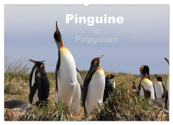Produktbild: Pinguine in Patagonien (Wandkalender 2026 DIN A2 quer), CALVENDO Monatskalender
