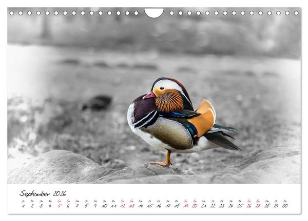 Produktbild: Abenteuer einer Mandarinente (Wandkalender 2026 DIN A4 quer), CALVENDO Monatskalender