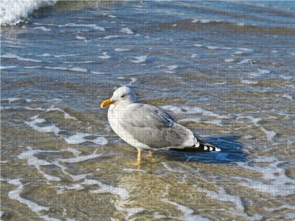 Produktbild: CALVENDO Puzzle Silberm&ouml;we am Strand | 1000 Teile Lege-Gr&ouml;&szlig;e 64x48cm Foto-Puzzle f&uuml;r gl&uuml;ckliche Stunden