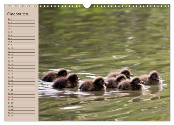 Produktbild: G&auml;nse und Enten. Schnattern, watscheln, quaken! (Wandkalender 2026 DIN A3 quer), CALVENDO Monatskalender