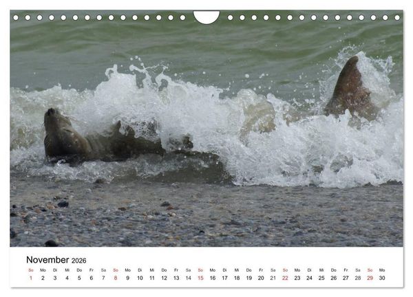 Produktbild: Das Leben der Robben (Wandkalender 2026 DIN A4 quer), CALVENDO Monatskalender