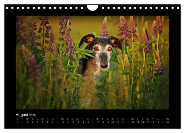 Produktbild: Windhund bunt (Wandkalender 2026 DIN A4 quer), CALVENDO Monatskalender