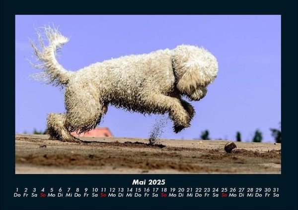 Produktbild: Hunde Kalender 2025 Fotokalender DIN A4