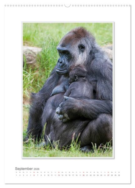 Produktbild: Emotionale Momente: Aus dem Leben der Familie Gorilla. (hochwertiger Premium Wandkalender 2026 DIN A2 hoch), Kunstdruck in Hochglanz