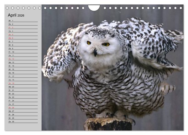 Produktbild: Eulen. Gefiederte Weisheit (Wandkalender 2026 DIN A4 quer), CALVENDO Monatskalender