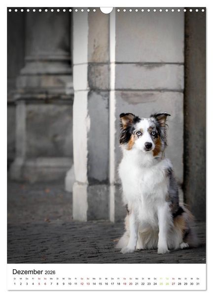 Produktbild: Australian Shepherd - Beste Freunde (Wandkalender 2026 DIN A3 hoch), CALVENDO Monatskalender