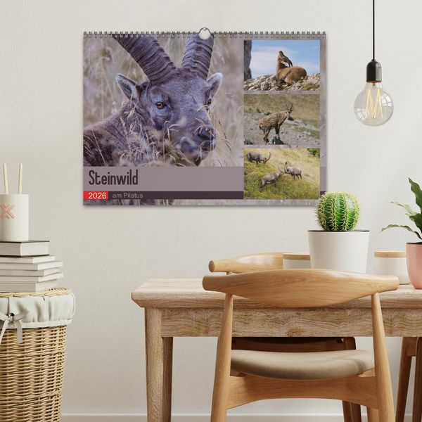 Produktbild: Steinwild am Pilatus (Wandkalender 2026 DIN A3 quer), CALVENDO Monatskalender