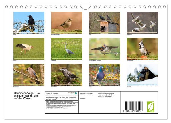 Produktbild: Heimische V&ouml;gel - Im Wald, im Garten und auf der Wiese (Wandkalender 2026 DIN A4 quer), CALVENDO Monatskalender