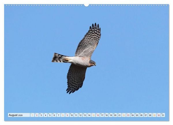 Produktbild: Spitze Krallen und scharfer Blick - Verhalten Sperber (hochwertiger Premium Wandkalender 2026 DIN A2 quer), Kunstdruck in Hochglanz