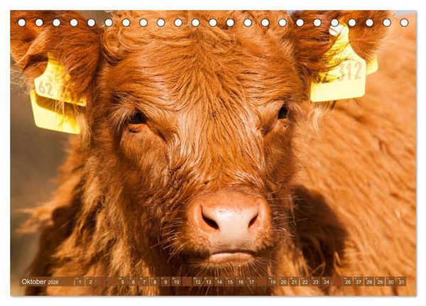 Produktbild: Galloway K&auml;lbchen - Liebenswert und lockig (Tischkalender 2026 DIN A5 quer), CALVENDO Monatskalender