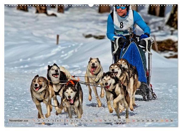 Produktbild: Huskies - Schlittenhunde (Wandkalender 2026 DIN A2 quer), CALVENDO Monatskalender