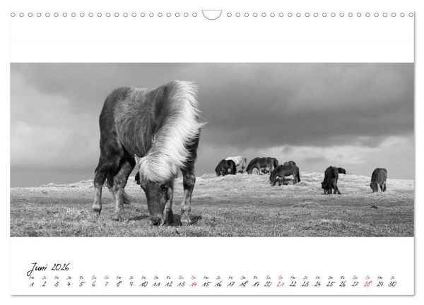 Produktbild: Islandpferde von Brimilsvellir (Wandkalender 2026 DIN A3 quer), CALVENDO Monatskalender
