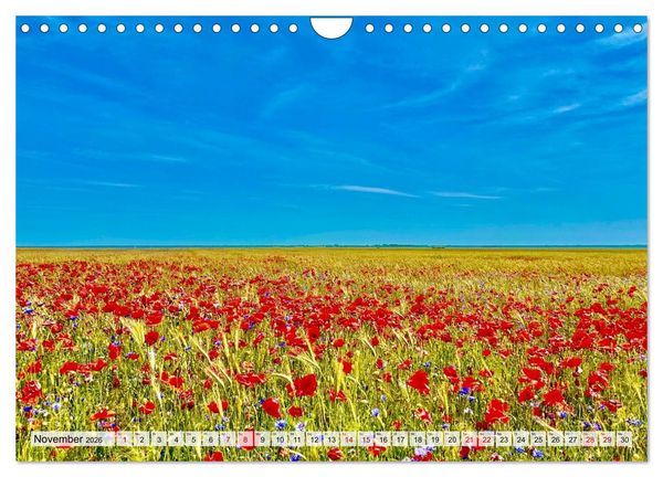 Produktbild: Fischland: zwischen Ostsee und Bodden (Wandkalender 2026 DIN A4 quer), CALVENDO Monatskalender