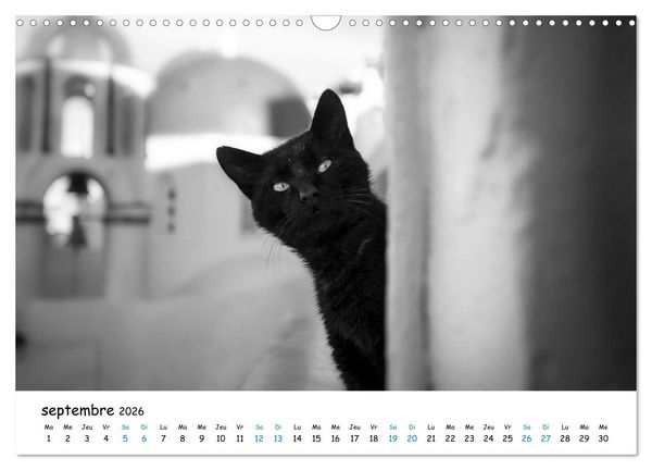 Produktbild: Chats de Santorin - Les princes d'Oia en noir et blanc (Calendrier mural 2026 DIN A3 vertical), CALVENDO calendrier mensuel