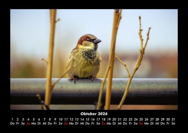 Produktbild: Waldbewohner 2026 Fotokalender DIN A3