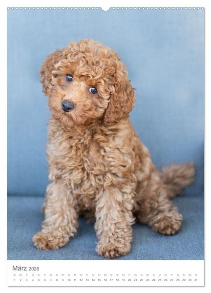 Produktbild: Maltipoo - Malteser - Pudel 2026 (Wandkalender 2026 DIN A2 hoch), CALVENDO Monatskalender